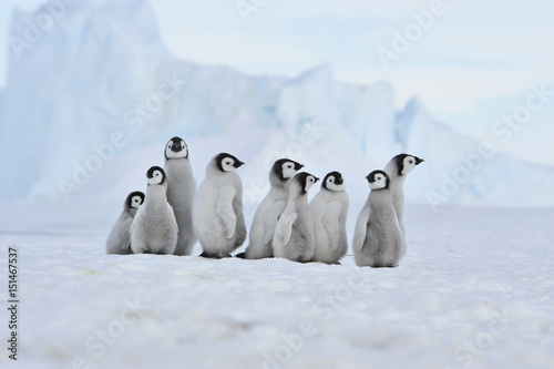 Emperor Penguin chicks in Antarctica