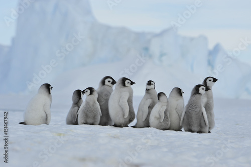 Emperor Penguin chicks in Antarctica