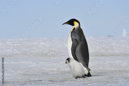 Emperor Penguin with chick