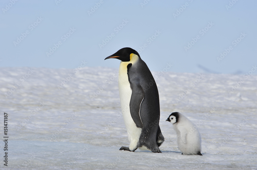 Naklejka premium Emperor Penguin with chick
