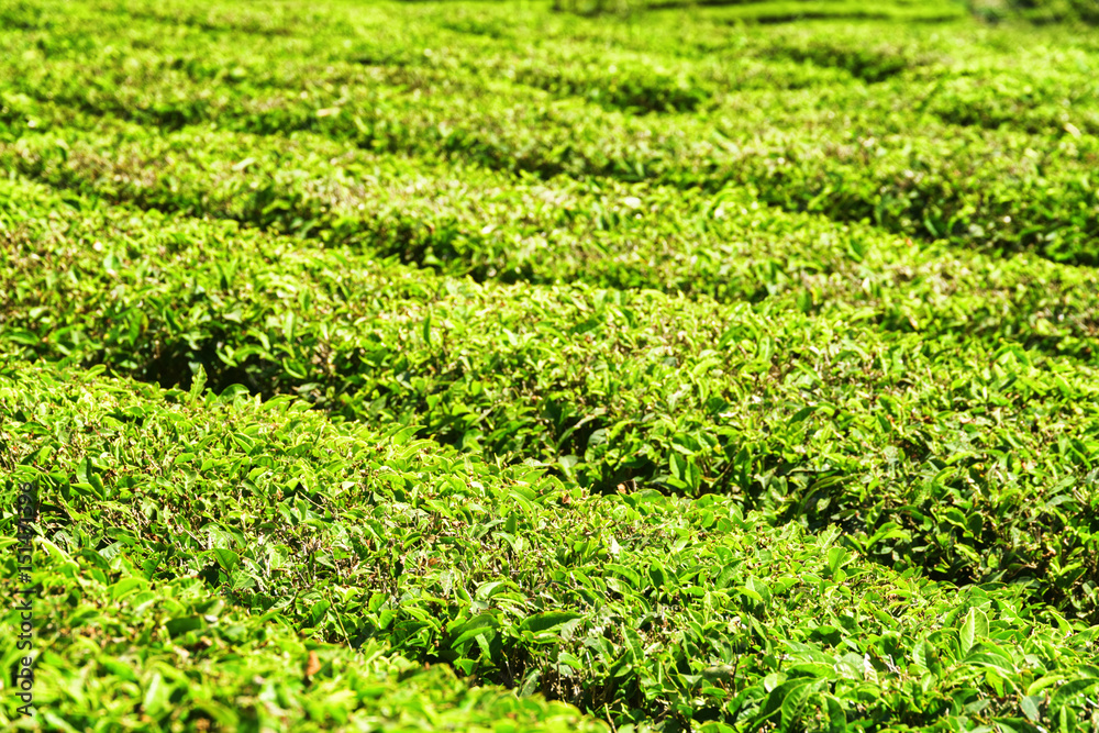 Scenic bright green rows of bushes on tea plantation