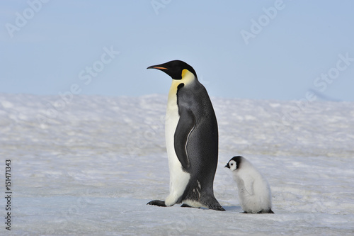 Emperor Penguin with chick