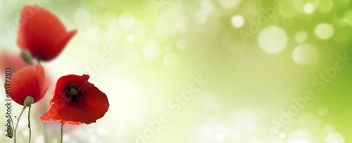 Obraz na płótnie poppy flowers and beautiful bokeh