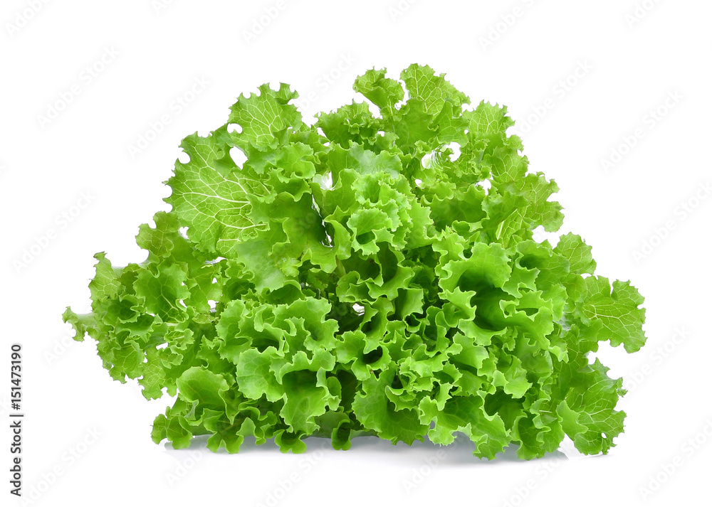 fresh green oak lettuce isolated on white background fresh green oak lettuce isolated on white background