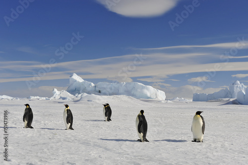 Emperor Penguin on the snow