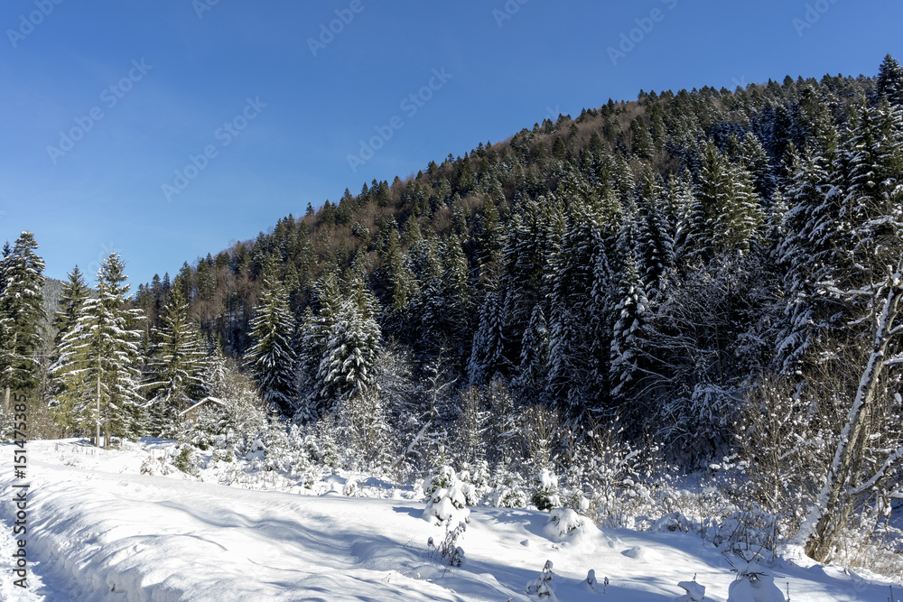 Idyllic winter landscape in the forest, sunny day; Azuga, Romania