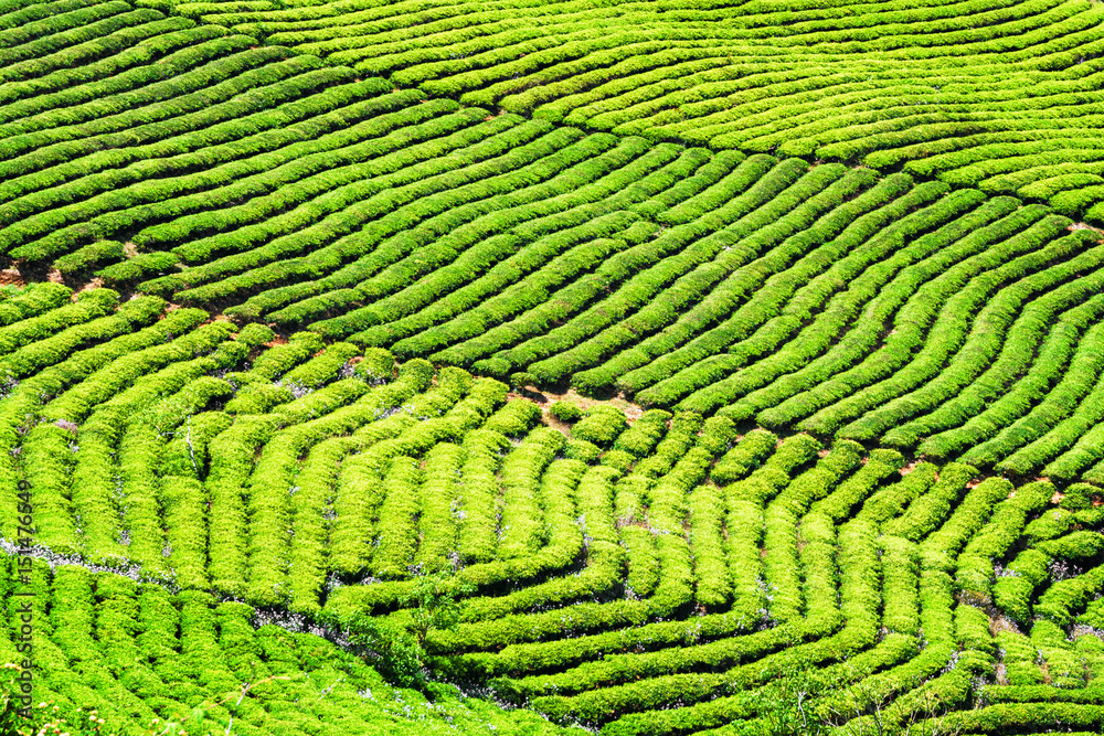 Fototapeta premium Amazing rows of bright green tea bushes. Rural landscape