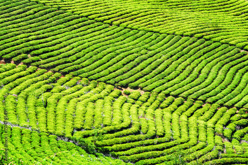 Amazing rows of bright green tea bushes. Rural landscape