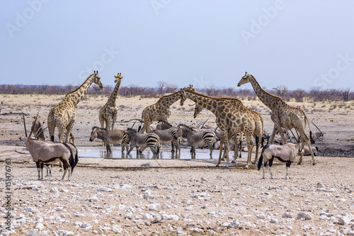 wild animals at a water hole in Namibia photo