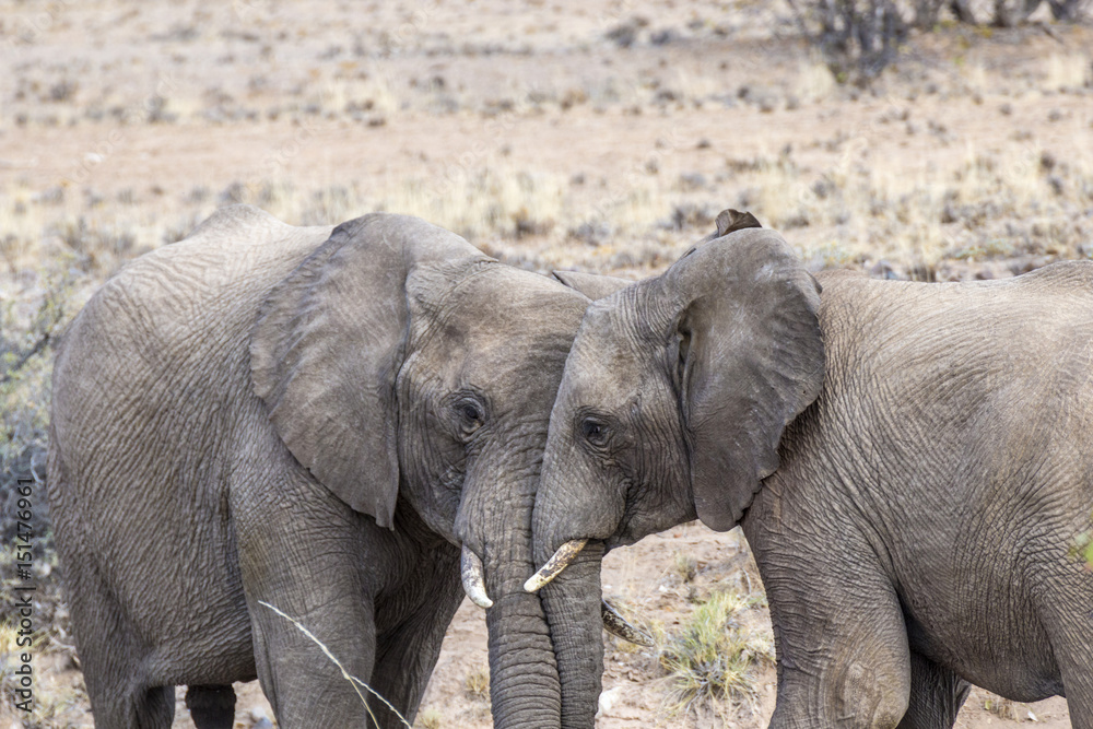 elephants in the savannah of the Etosha national park