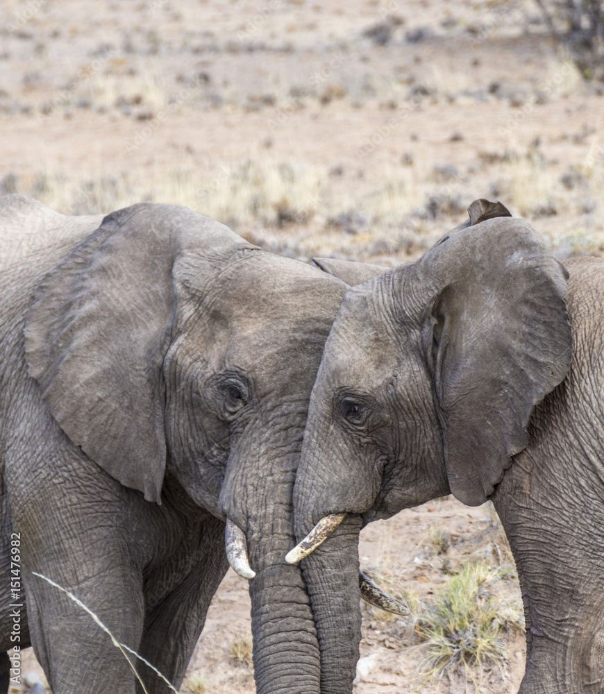Fototapeta premium elephants in the savannah of the Etosha national park
