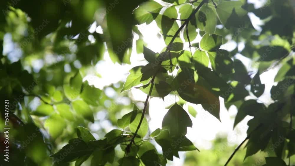 the leaves on a tree branch in summer the leaves on a tree branch in summer