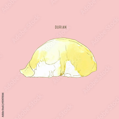 durian vector , water color sketch.