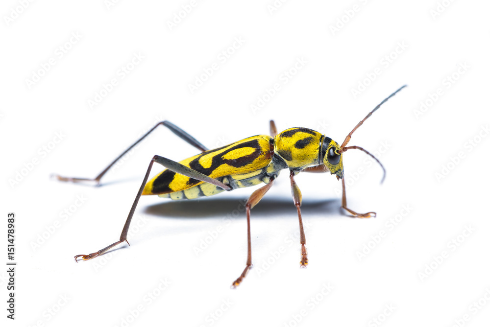 A Bamboo tiger longicorn beetle isolated on white background. A Bamboo tiger longicorn beetle isolated on white background.