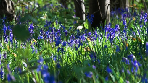Bluebell flowers in British woodland in summer sunlight