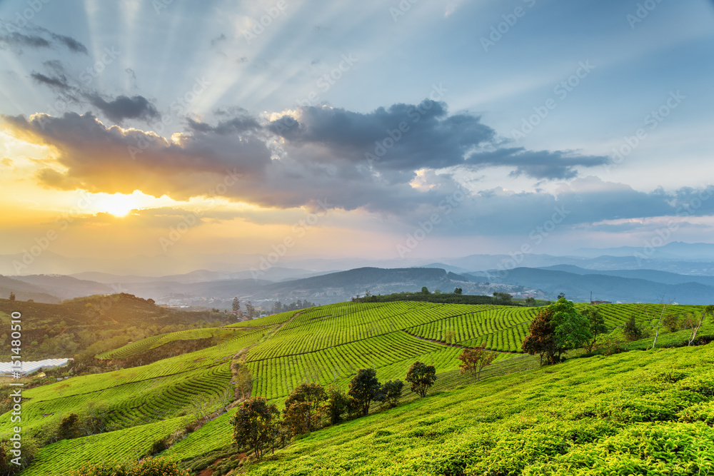 Scenic rows of bright green tea bushes and sunset sky