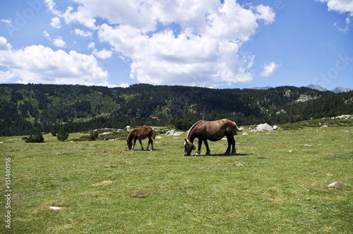 Horse in the Pyrenees