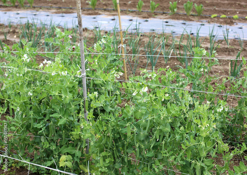 organic farming: green plant of peas in the wide vegetagle garde