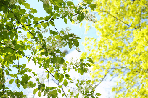 Green branches with white flowers on sky background