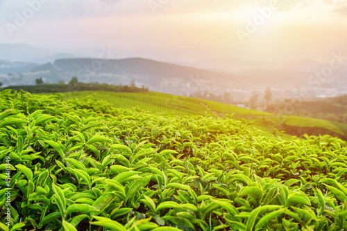 Young tea leaves at tea plantation in rays of sunset