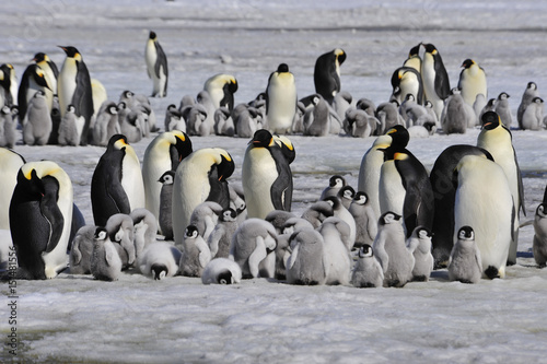 Emperor Penguins with chick