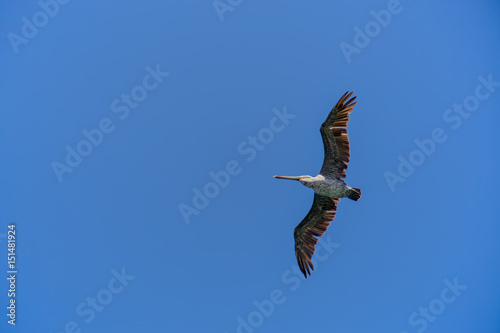 Brown Pelican  Pelecanus occidentalis 