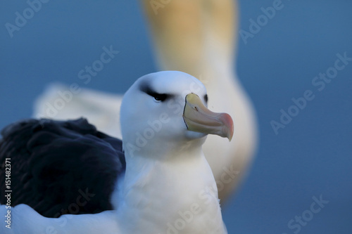 Black-browed Albatros ( Thalassarche melanophris ) or Mollymawk Helgoland Island Germany photo