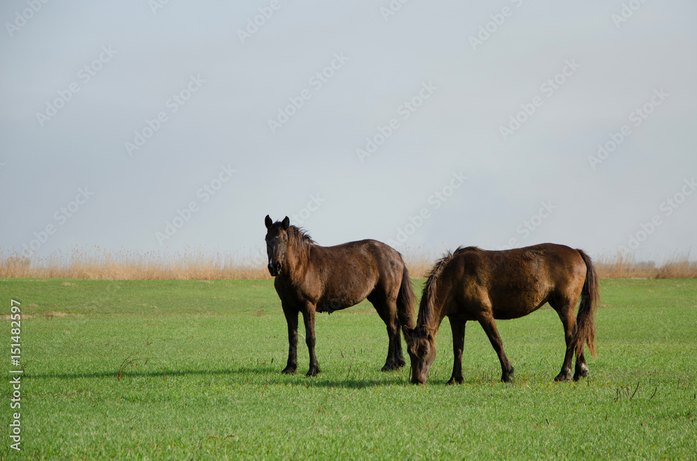 Obraz premium Horses graze in a meadow