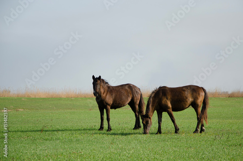 Horses graze in a meadow