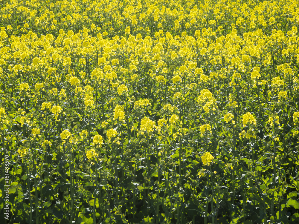 Fototapeta premium Blooming rape field filling