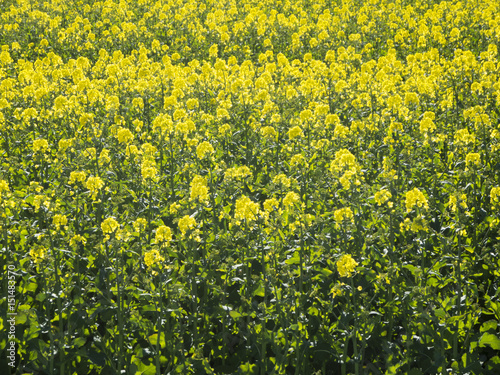 Blooming rape field filling