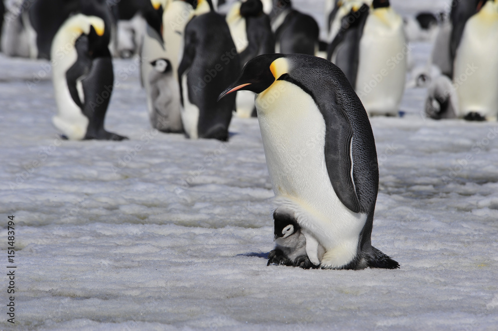 Naklejka premium Emperor Penguins with chick