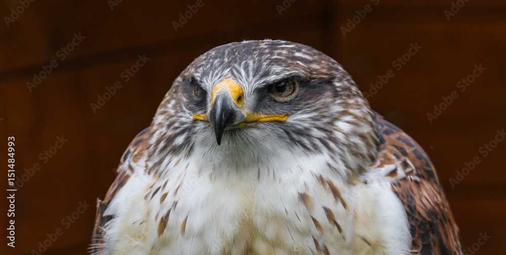 Obraz premium Königsrauhfußbussard im Portrait