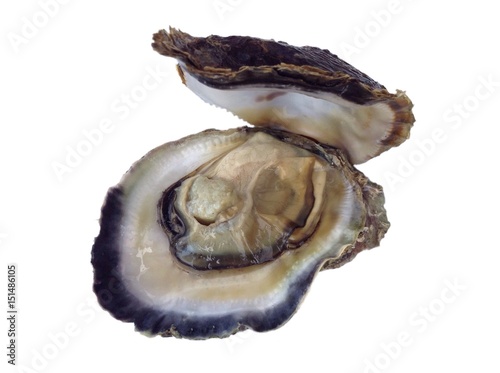 Fresh oyster shell isolated on white background 