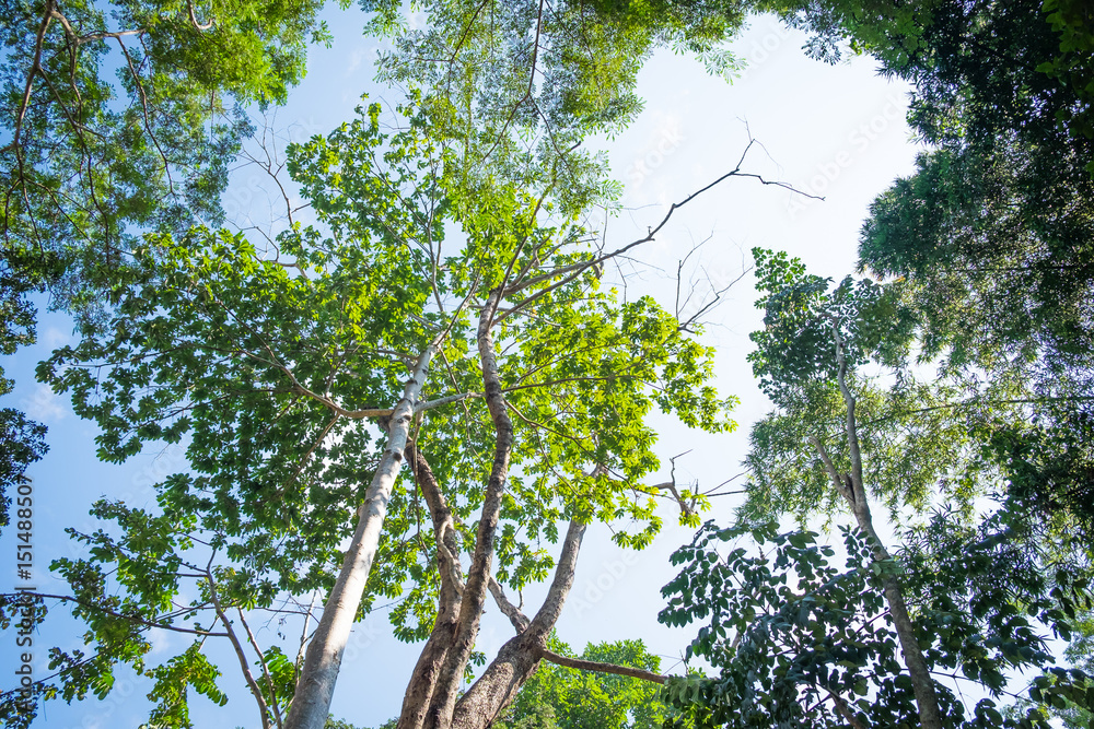 Fototapeta premium Fresh green branches on sky background