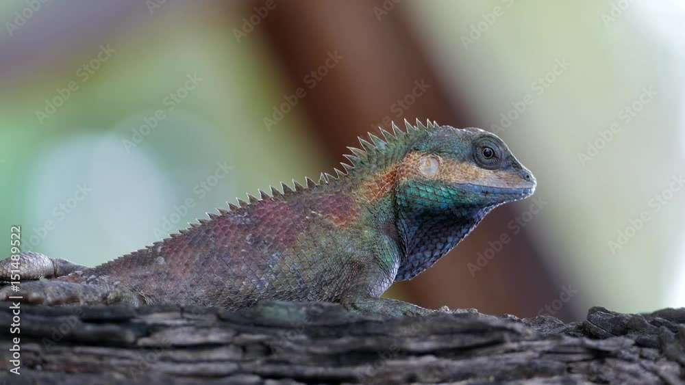 Lizard (Blue-crested Lizard) changing color of skin in tropical rain forest. Lizard (Blue-crested Lizard) changing color of skin in tropical rain forest.
