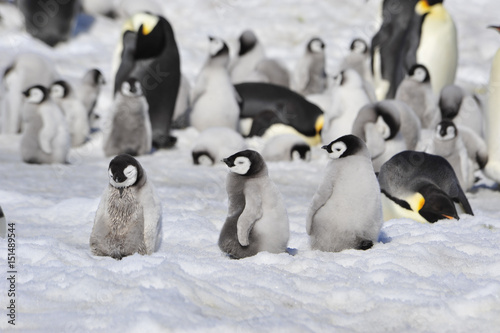 Emperor Penguins with chicks