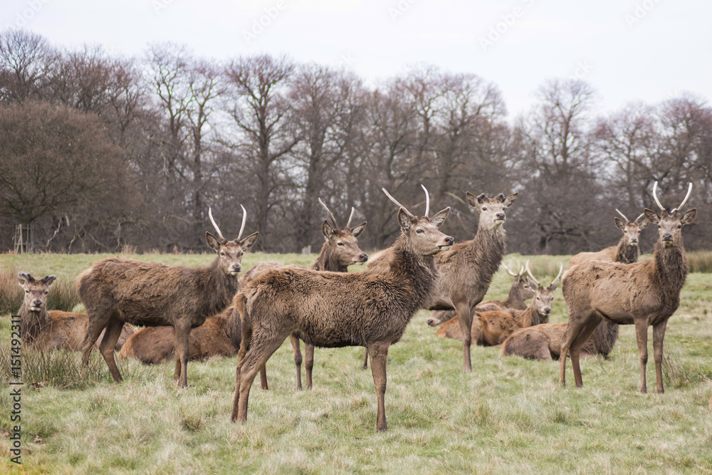 Deers in Richmond Queens’ Park in London 