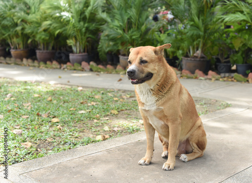 the thai fat strayed dog is sitting on the ground