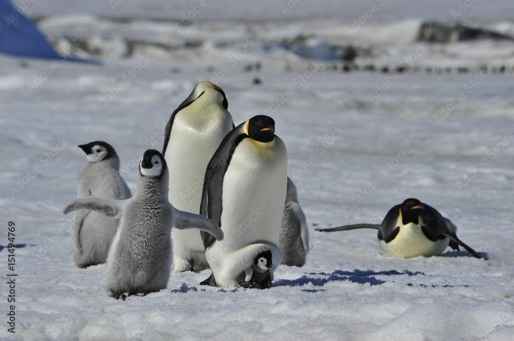 Obraz premium Emperor Penguins with chicks