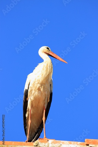 White stork, Ciconia ciconia