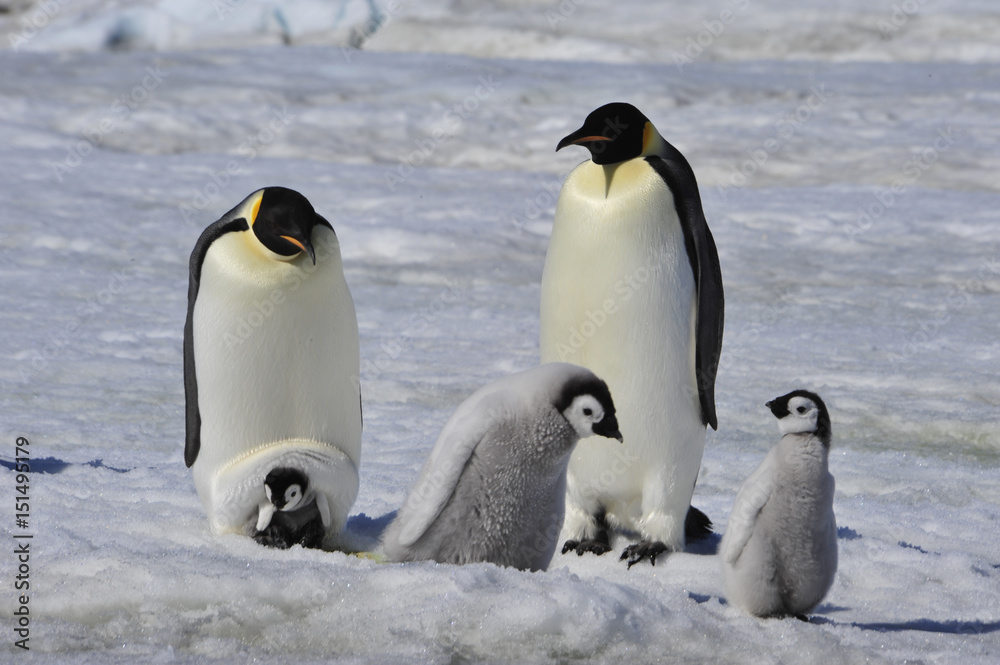 Obraz premium Emperor Penguins with chicks
