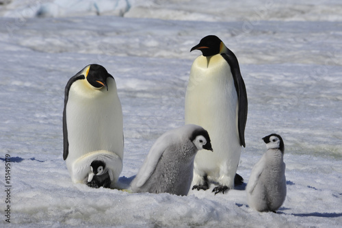 Emperor Penguins with chicks