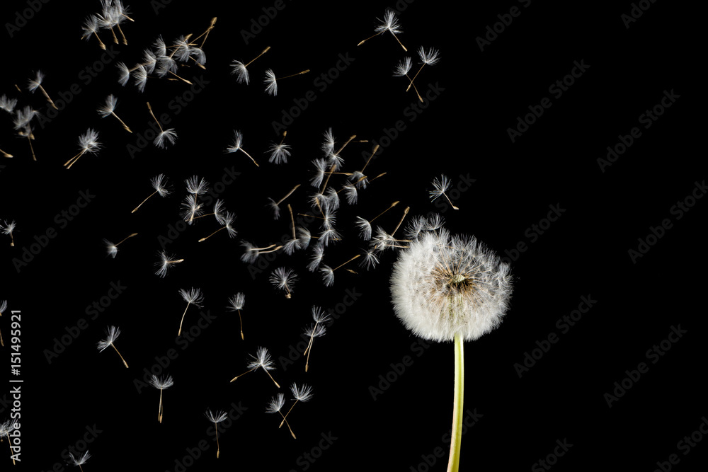 Fototapeta premium Withered dandelion isolated on black