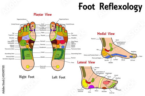 Reflexology Foot Chart