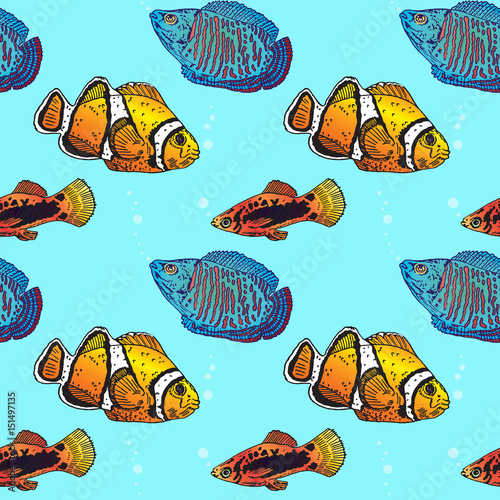 Clownfish, Variatus Platy, Dwarf gourami, seamless pattern design, hand drawn doodle, sketch in pop art style, color illustration photo