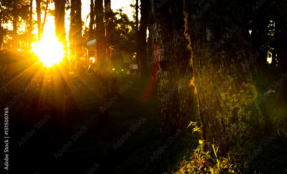 Obraz premium Sun light in pine forest