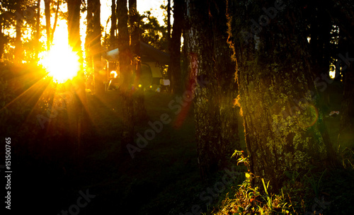 Sun light in pine forest