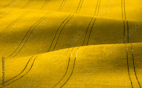 Obraz na płótnie Wavy yellow rapeseed field with stripes. Corduroy summer rural landscape in yellow tones.Yellow rapeseed field with wavy abstract landscape pattern. Yellow moravian undulating fields of crops. w salonie