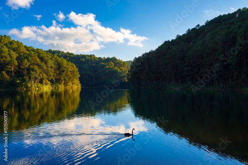 Reflection of pine tree and blue sky with goose